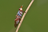 slakkendoder (sepedon spinipes) 3-2012 5356